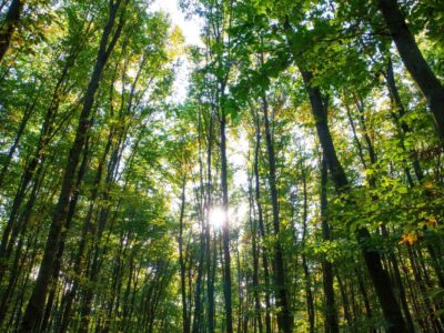 Őszi színek a Zalai-dombságban: a Kistolmácsi-tó és a Budafai Arborétum