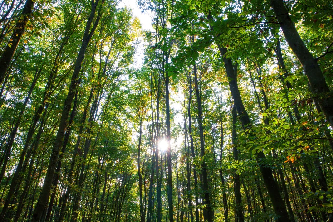 Őszi színek a Zalai-dombságban: a Kistolmácsi-tó és a Budafai Arborétum
