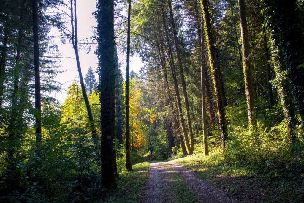 Őszi színek a Zalai-dombságban: a Kistolmácsi-tó és a Budafai Arborétum