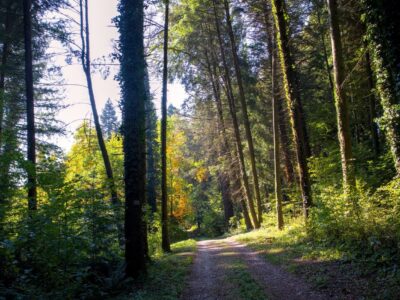 Őszi színek a Zalai-dombságban: a Kistolmácsi-tó és a Budafai Arborétum