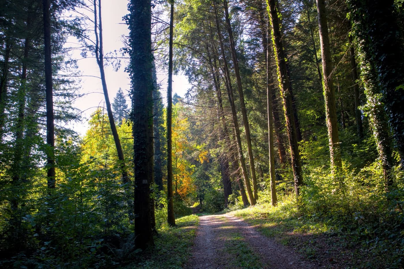 Őszi színek a Zalai-dombságban: a Kistolmácsi-tó és a Budafai Arborétum