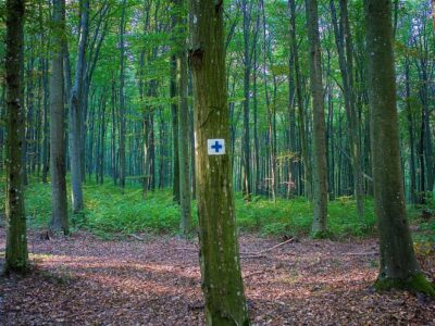 Őszi színek a Zalai-dombságban: a Kistolmácsi-tó és a Budafai Arborétum