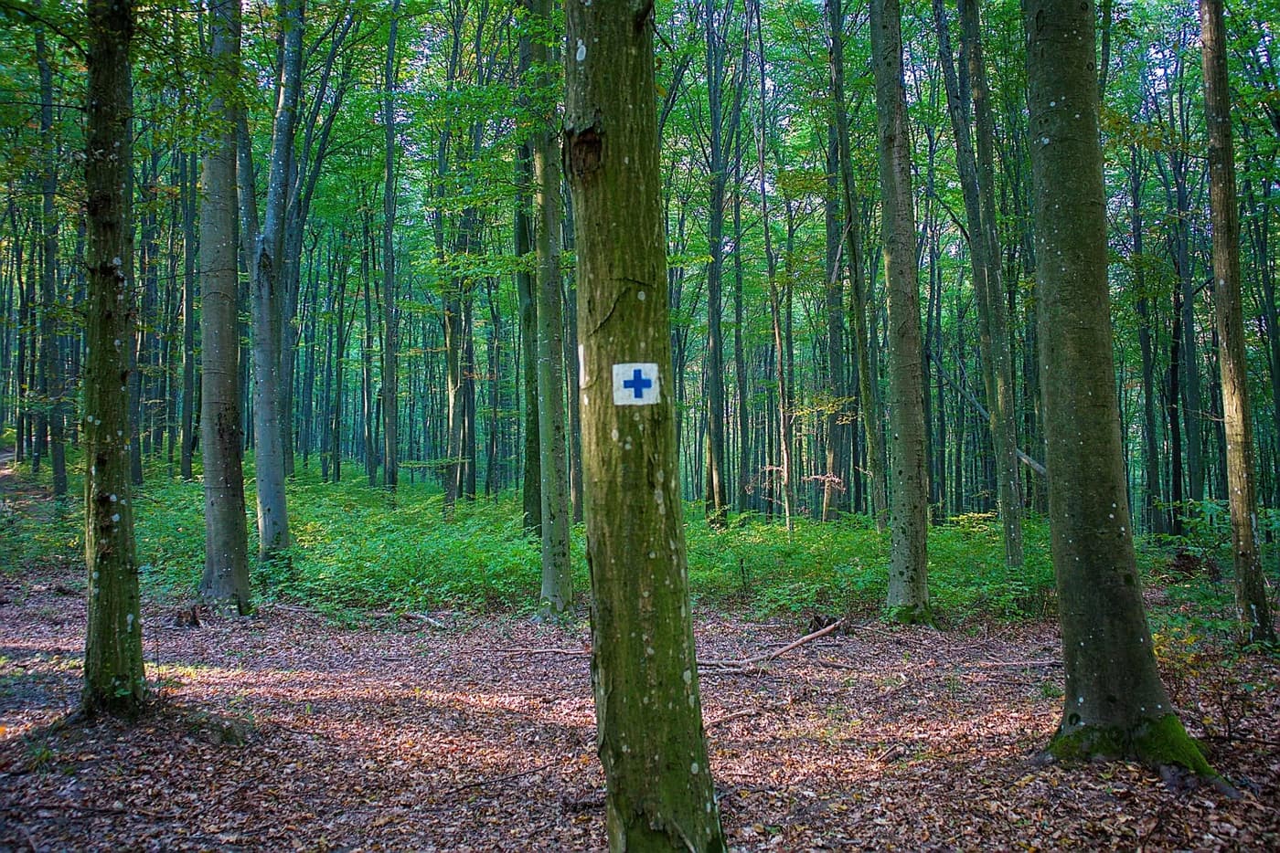 Őszi színek a Zalai-dombságban: a Kistolmácsi-tó és a Budafai Arborétum